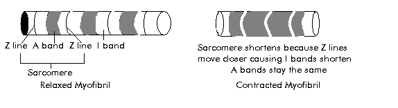 Diagram of relaxed and contracted myofibril showing sarcomere, Z line, A band, I band