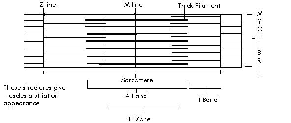 Detailed sarcomere structure with Z line, M line, thick and thin filaments, A band, I band, H zone