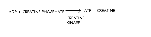 Equation for direct phosphorylation: ADP + creatine phosphate yields ATP + creatine via creatine kinase