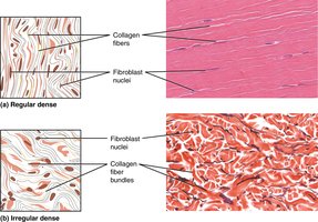 Dense regular and irregular connective tissue