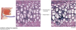 Elastic cartilage