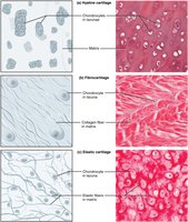 Types of cartilage