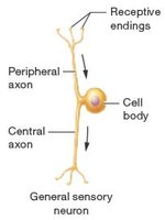 General sensory neuron structure