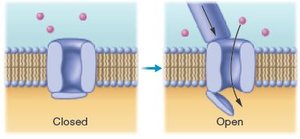 Mechanically-gated ion channel