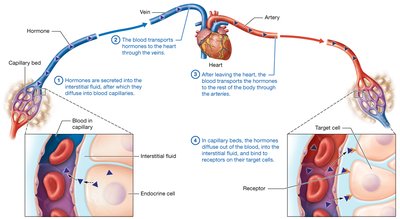 Overview of hormone secretion and distribution by the blood