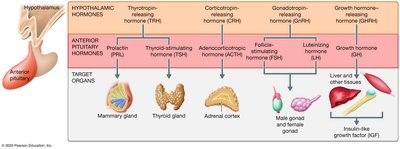 Hormones of the hypothalamic-anterior pituitary system and target organs