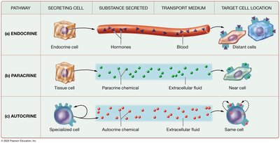 Three basic signaling pathways: endocrine, paracrine, autocrine