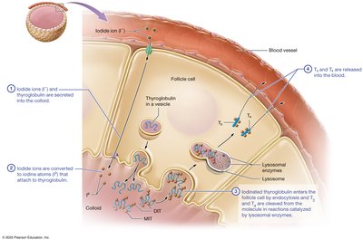 Production of thyroid hormones