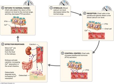 Regulation of blood calcium ion concentration by negative feedback
