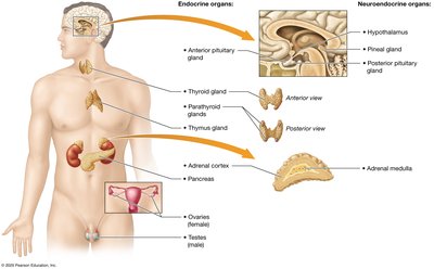 Overview of the endocrine organs