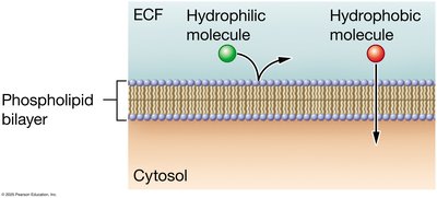 Hydrophilic and hydrophobic molecules crossing the plasma membrane