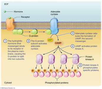 Hydrophilic hormone mechanism of action via second-messenger system