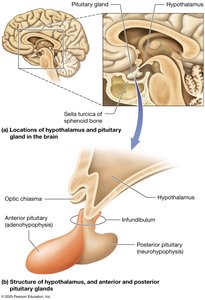 Structure of the hypothalamus and pituitary gland