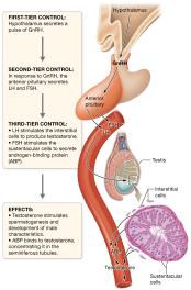 Hormonal regulation of testicular function via the HPG axis