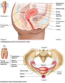 Internal organs of the female reproductive system