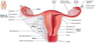 Internal organs of the female reproductive system, anterior view