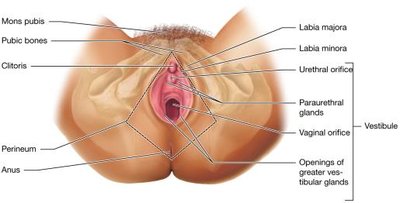 The female perineum