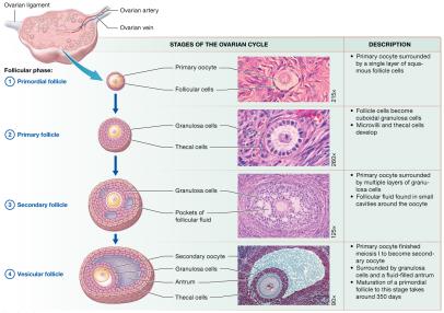 Stages of the ovarian cycle: follicular phase