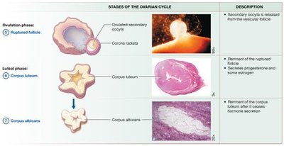 Stages of the ovarian cycle: ovulation and luteal phase