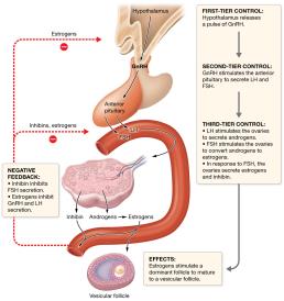 Hormonal regulation of ovarian function during the follicular phase
