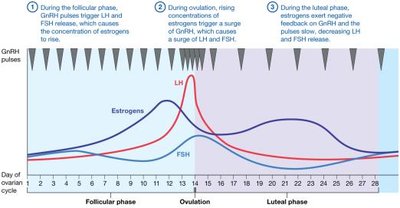 Hormonal regulation of the ovarian cycle
