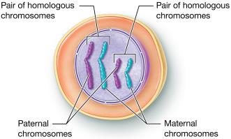 Diagram of homologous chromosomes in a diploid cell