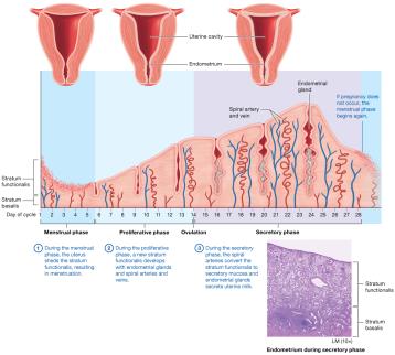 Endometrial changes during the uterine cycle