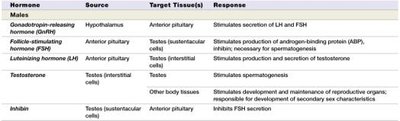 Table of major reproductive hormones in males