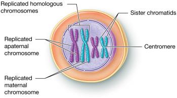 Diagram of replicated homologous chromosomes with sister chromatids and centromere