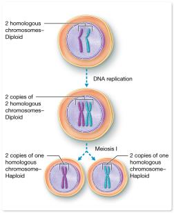 Stages of meiosis showing reduction from diploid to haploid