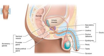 Internal organs of the male reproductive system, midsagittal section
