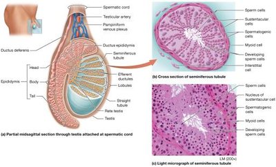 Internal structures of the testis and epididymis