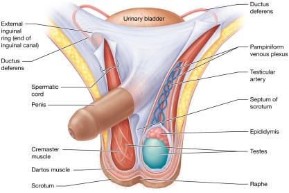 The scrotum and spermatic cord
