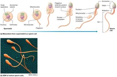 Stages of spermiogenesis and SEM of mature sperm cells
