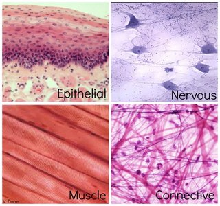 Photomicrographs of the four primary tissue types: epithelial, nervous, muscle, and connective