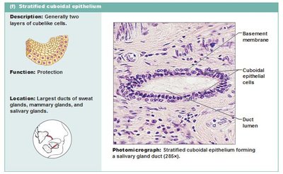 Stratified cuboidal epithelium photomicrograph and diagram