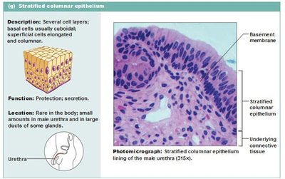 Stratified columnar epithelium photomicrograph and diagram