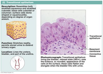 Transitional epithelium photomicrograph and diagram