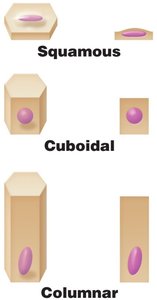 Diagram showing squamous, cuboidal, and columnar cell shapes