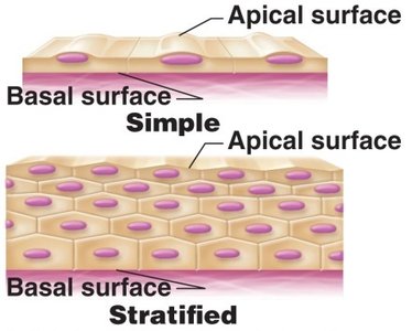 Diagram showing simple and stratified epithelial tissue organization