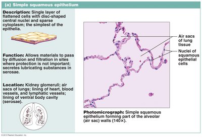 Simple squamous epithelium photomicrograph and diagram