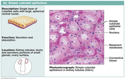 Simple cuboidal epithelium photomicrograph and diagram