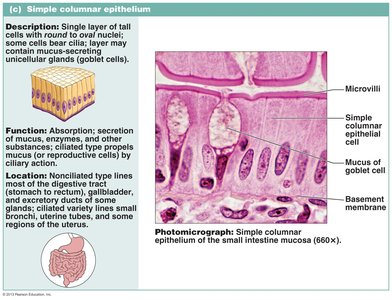 Simple columnar epithelium photomicrograph and diagram