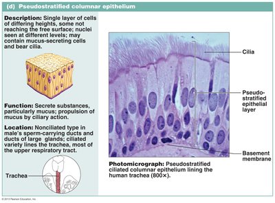Pseudostratified ciliated columnar epithelium photomicrograph and diagram