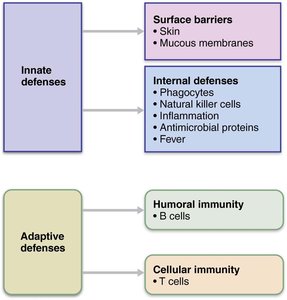 Simplified overview of innate and adaptive defenses
