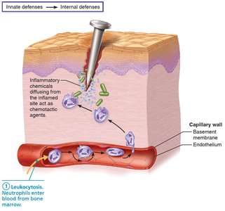 Leukocytosis: Neutrophils enter blood from bone marrow