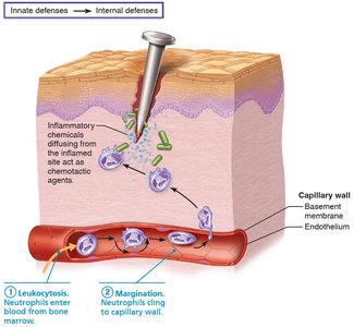 Margination: Neutrophils cling to capillary wall