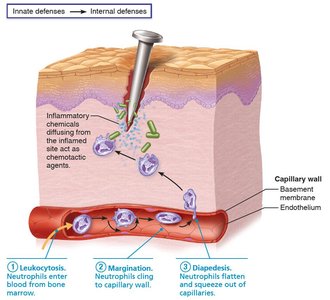 Diapedesis: Neutrophils flatten and squeeze out of capillaries