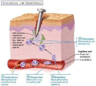 Chemotaxis: Neutrophils follow chemical trail