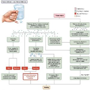 Events of acute inflammation